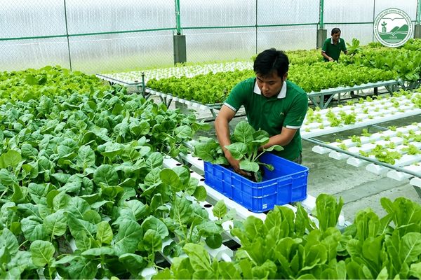 Thực trạng nông nghiệp hữu cơ