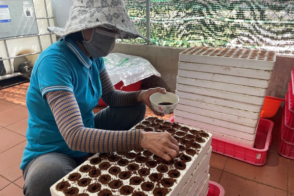 mô hình trồng rau thủy canh