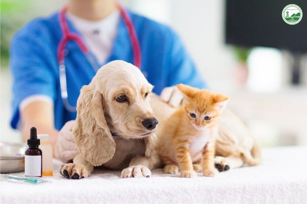 Top 4 đặc điểm cơ bản của nghề bác sĩ Thú y
