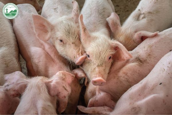 Áp lực lớn từ chi phí và rủi ro dịch bệnh