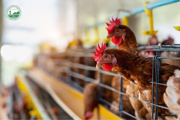Nguy cơ gia tăng dịch bệnh khi thú y cơ sở suy yếu