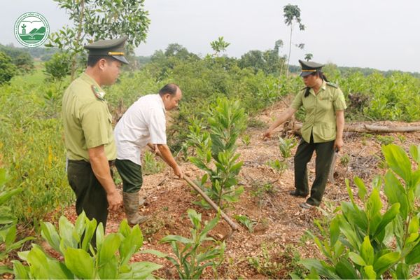 Siết chặt quản lý và công nhận nguồn cây giống