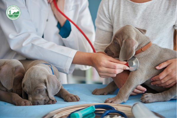 Công việc của bác sĩ thú y gồm những gì?