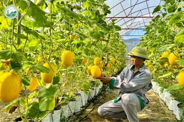 Mô hình trồng dưa vàng trong nhà màng ứng dụng kỹ thuật sản xuất nông nghiệp công nghệ cao