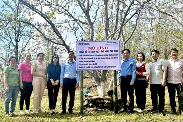 Mô hình ứng dụng khoa học công nghệ phát triển giống lê nâu bản địa tại Tuyên Quang