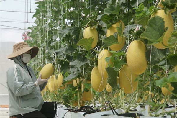Mô hình trồng dưa lưới trong nhà màng ứng dụng công nghệ cao tại Lâm Đồng