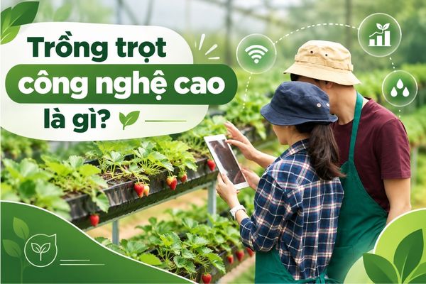 Trồng trọt công nghệ cao là gì? Ưu nhược điểm và tiềm năng phát triển