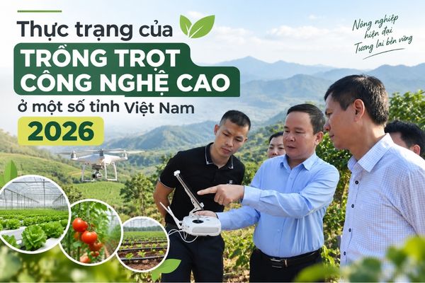 Thực trạng trồng trọt công nghệ cao ở một số tỉnh Việt Nam 2026