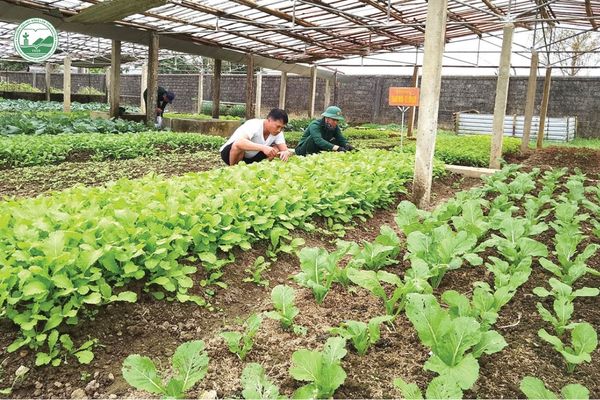 Mô hình trồng trọt truyền thống dựa vào kinh nghiệm chăm sóc cây trồng và điều kiện tự nhiên