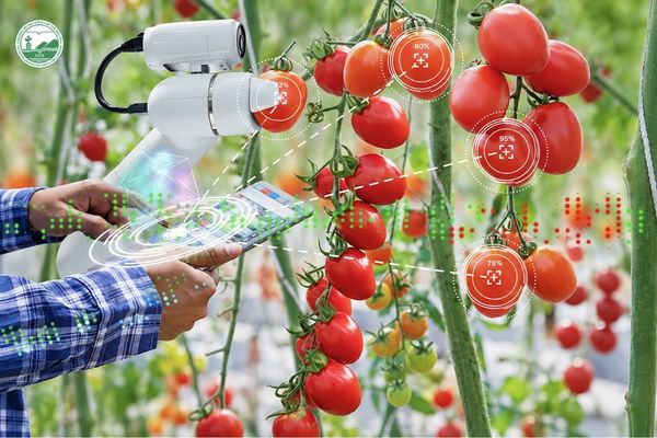Ứng dụng cảm biến và công nghệ số trong mô hình trồng trọt công nghệ cao