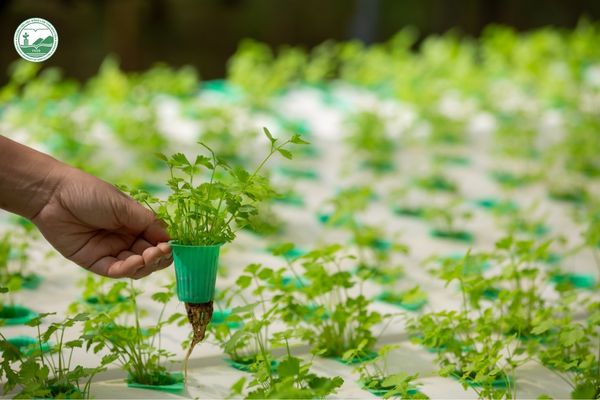 Ứng dụng công nghệ sinh học trong nhân giống cây trồng chất lượng cao bằng phương pháp nuôi cấy mô